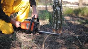 Trusted Meadowdale, WA  Tree Services Experts